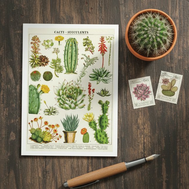 Cactus Succulents Botanical Illustration Postcard (Creator Uploaded)