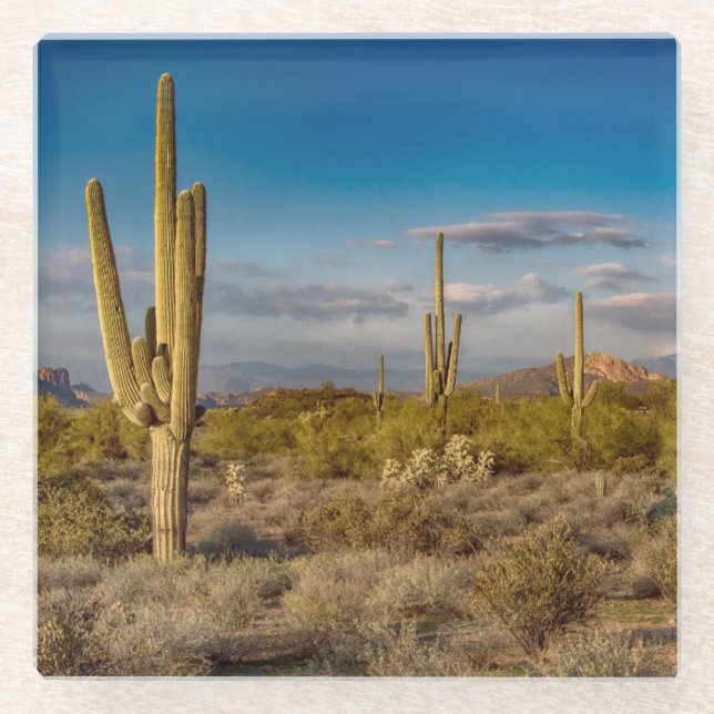Cactus Sunset in Arizona Glass Coaster (Front)