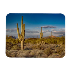 Cactus Sunset in Arizona Magnet