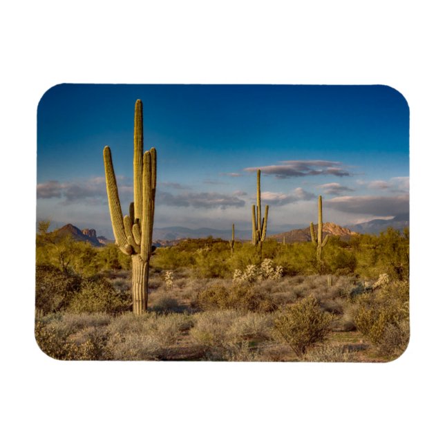 Cactus Sunset in Arizona Magnet (Horizontal)