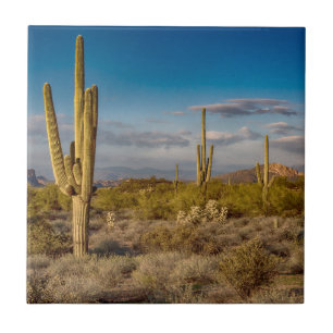 Cactus Sunset in Arizona Tile