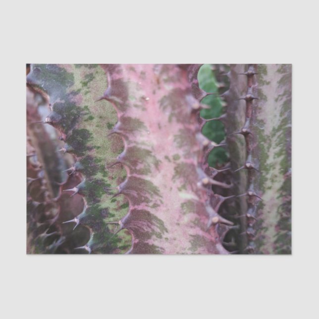 Cactus Tissue Paper (Front)
