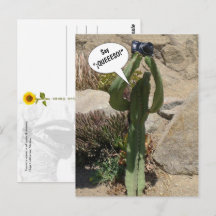 Cactus Tourist, Say QUEEESO - postcard