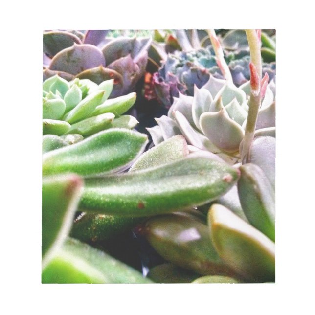 Cactus Variety Notepad (Front)