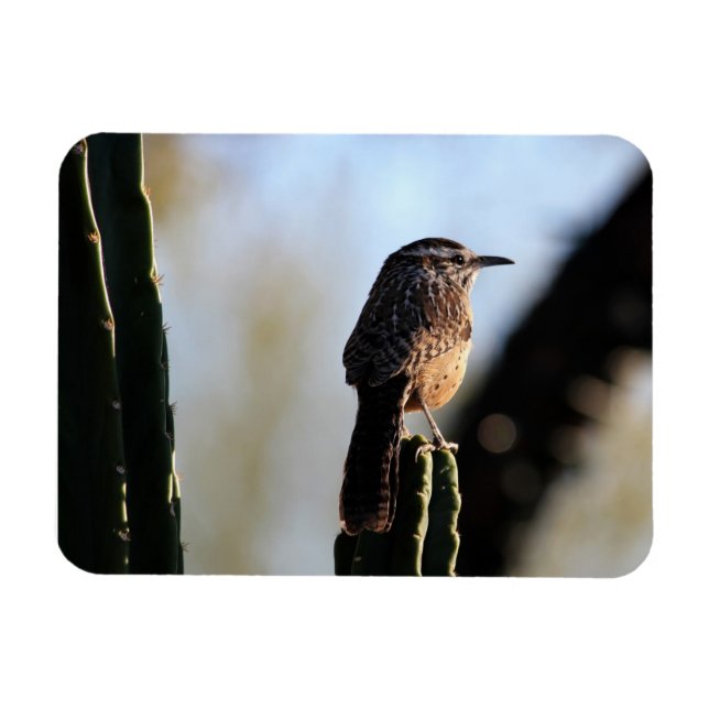 Cactus Wren  Photo Magnet (Horizontal)