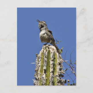 Cactus Wren Postcard