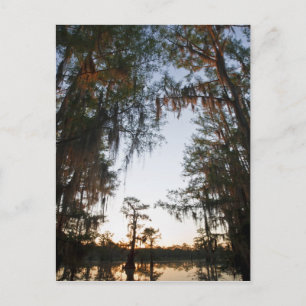 Caddo Lake at sunrise Postcard