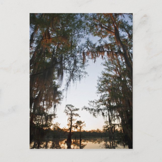 Caddo Lake at sunrise Postcard (Front)