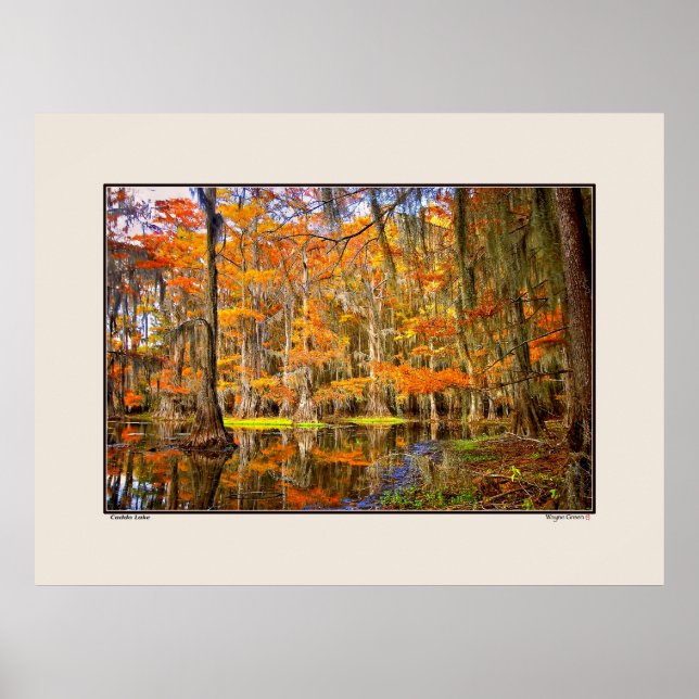 Caddo Lake - Autumn - Texas Poster (Front)