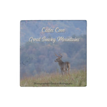 Cades Cove Deer - Great Smoky Mountains 