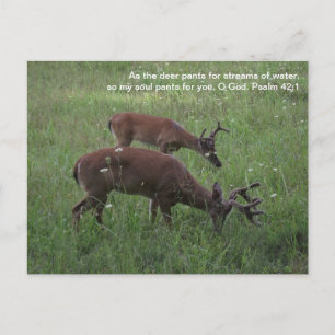 Cades Cove deer Smoky Mountains Scripture postcard