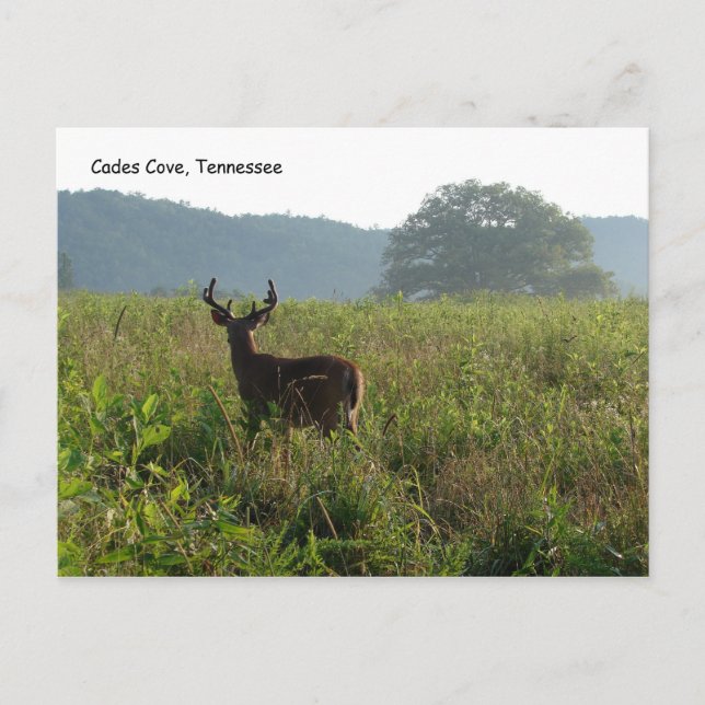 Cades Cove, Tennessee Postcard (Front)