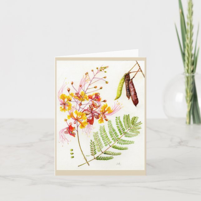 Caesalpinia pulcherrima 'Pride-of-Barbados' Thank You Card (Front)