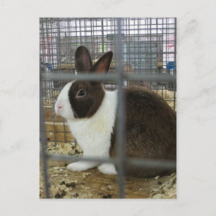 Caged Bunny Postcard