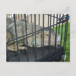 Caged Iguana Postcard