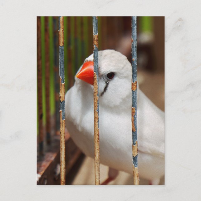 Caged White Zebra Finch Bird Postcard (Front)