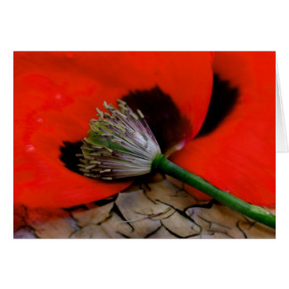 Caherine's poppy