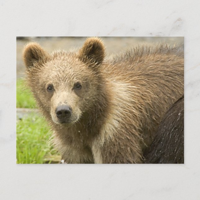Cahorro de Oso Pardo Postcard (Front)