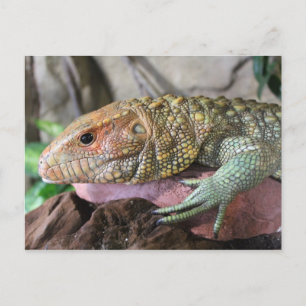 Caiman Lizard # 1 Postcard