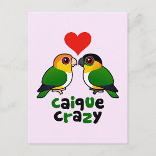 Caique Crazy Postcard