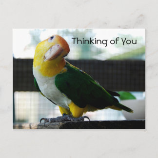 Caique Postcard