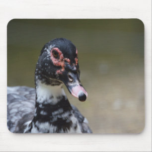 Cairina moschata domestica mouse pad