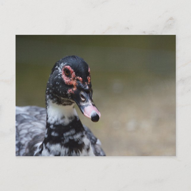 Cairina moschata domestica postcard (Front)