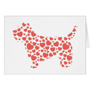 Cairn Terrier