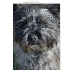 Cairn Terrier Dog