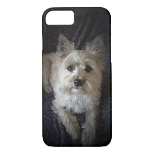 Cairn Terrier Dog Cute iPhone Case