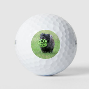 Cairn terrier golf balls