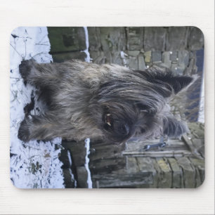 Cairn Terrier on Scottish farm Mouse Pad
