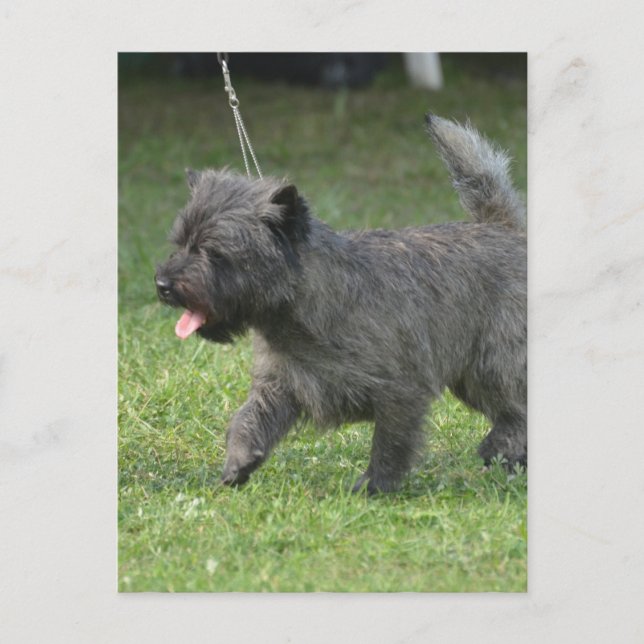 Cairn Terrier Postcard (Front)
