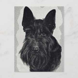 cairn terrier postcard