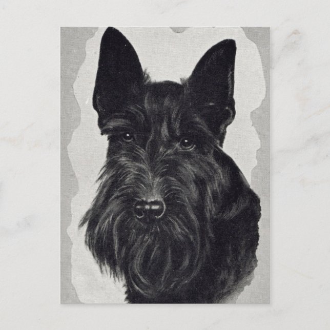 cairn terrier postcard (Front)