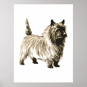 Cairn Terrier Poster