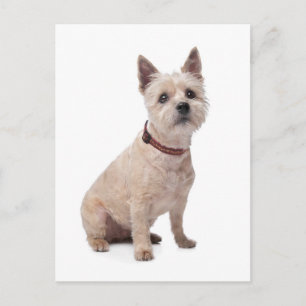 Cairn Terrier Puppy Dog Blank Greeting Post Card