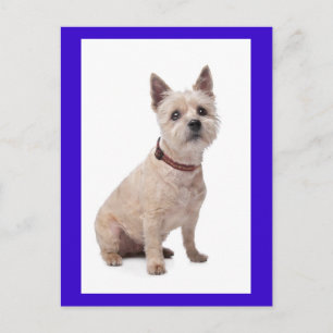 Cairn Terrier Puppy Dog Blank Greeting Post Card