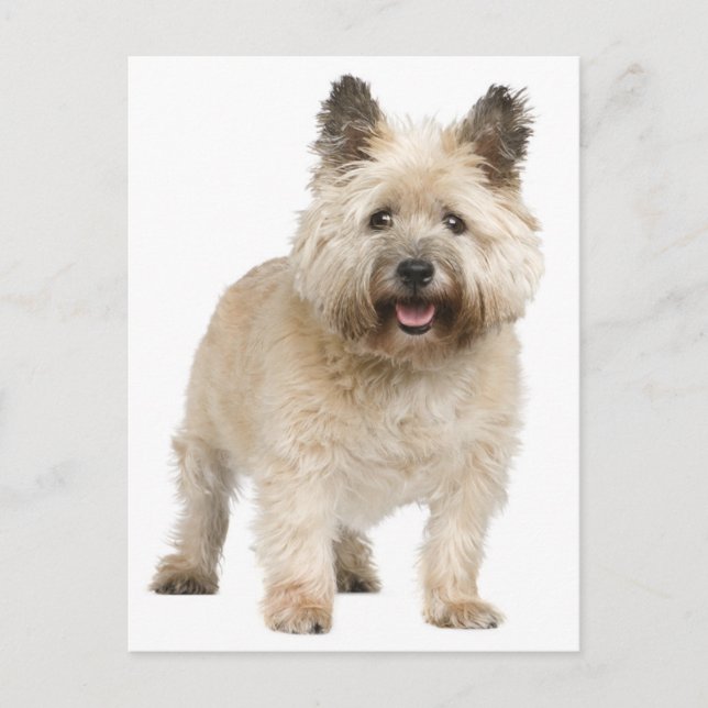 Cairn Terrier Puppy Dog Postcard (Front)