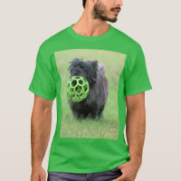 Cairn terrier