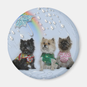Cairn Terriers in the rain magnet