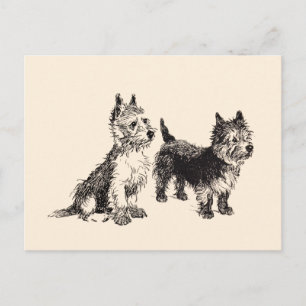 Cairn Terriers Vintage Pen & Ink Postcard