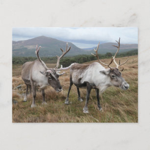 Cairngorm Reindeer Postcard