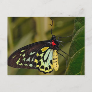 Cairns Birdwing Butterfly Postcard
