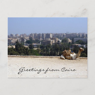 cairo camel postcard
