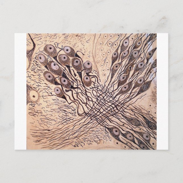 Cajal's Neurons 1 Postcard (Front)