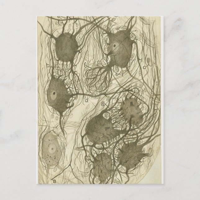 Cajal's neurons 6 postcard (Front)