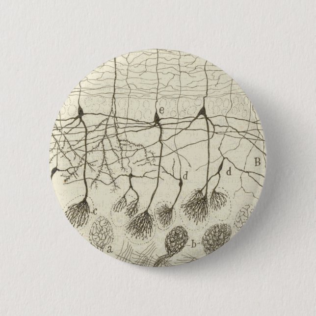Cajal's Neurons 8 6 Cm Round Badge (Front)