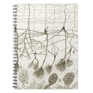 Cajal's Neurons 8 Spiral Notebook