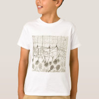 Cajal's Neurons 8